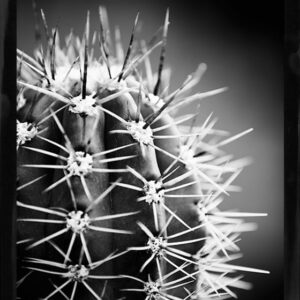 Cactus sort hvid plakat-blank sort ramme